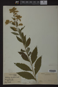 Solidago ulmifolia image