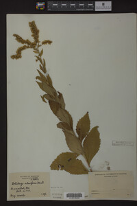 Solidago ulmifolia image
