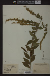 Solidago ulmifolia image