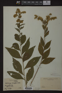 Image Associated With the Occurrence