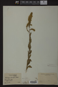 Solidago ulmifolia image