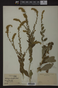Solidago ulmifolia image