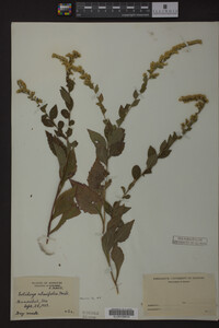 Image Associated With the Occurrence
