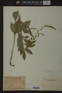 Solidago ulmifolia image