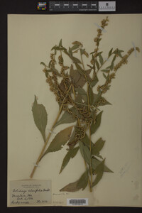 Solidago ulmifolia image