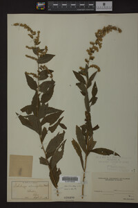 Solidago ulmifolia image