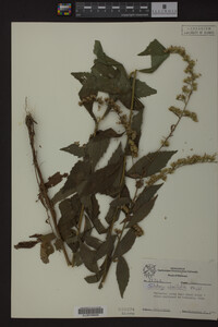 Solidago ulmifolia image