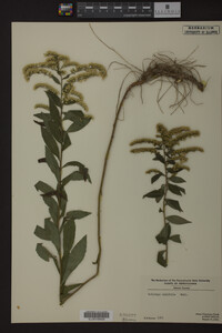 Solidago ulmifolia image