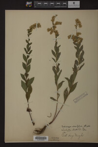 Solidago ulmifolia image