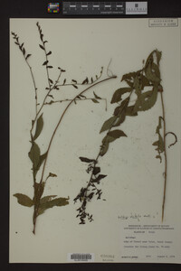 Solidago ulmifolia image
