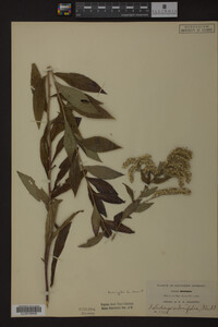 Solidago ulmifolia image
