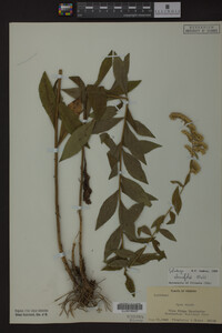 Solidago ulmifolia image