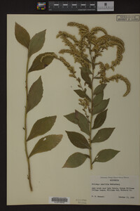 Solidago ulmifolia image