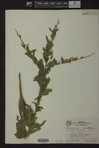 Image Associated With the Occurrence
