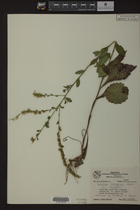 Image Associated With the Occurrence