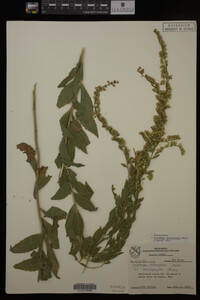 Image Associated With the Occurrence