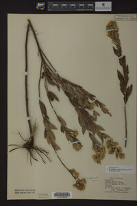Solidago petiolaris image