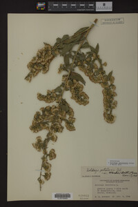Solidago petiolaris image