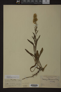 Solidago missouriensis image