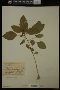 Image Associated With the Occurrence