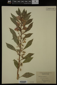 Impatiens balsamina image