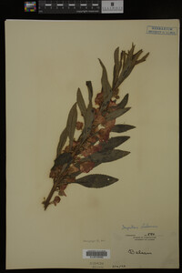 Impatiens balsamina image