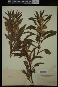 Impatiens balsamina image