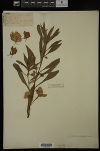 Impatiens balsamina image