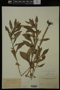 Impatiens balsamina image