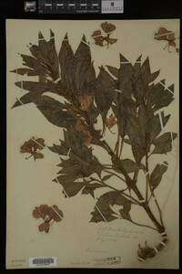 Impatiens balsamina image