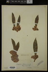 Impatiens balsamina image