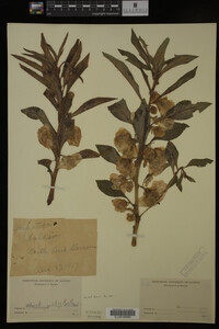 Impatiens balsamina image