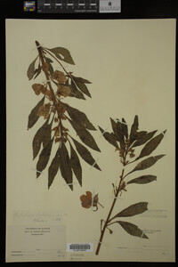 Impatiens balsamina image