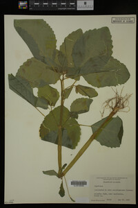 Image Associated With the Occurrence