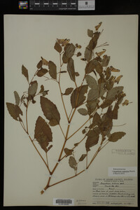 Impatiens capensis image