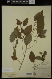 Impatiens capensis image