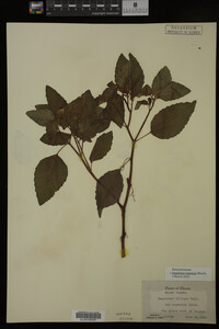Impatiens capensis image
