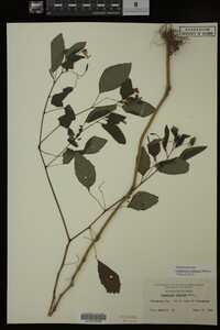 Impatiens capensis image