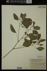 Impatiens capensis image