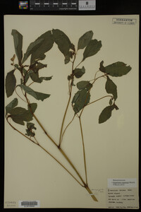 Image Associated With the Occurrence