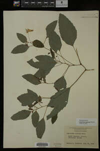 Impatiens capensis image