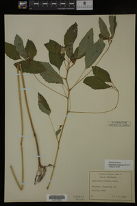 Impatiens capensis image