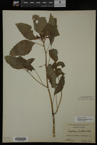 Impatiens capensis image