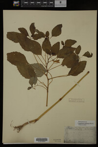 Impatiens capensis image