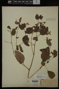 Impatiens capensis image