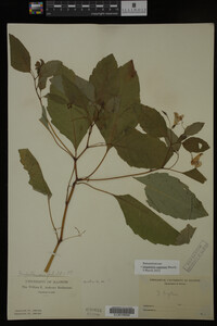 Media resource of Impatiens capensis