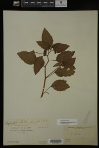 Impatiens capensis image