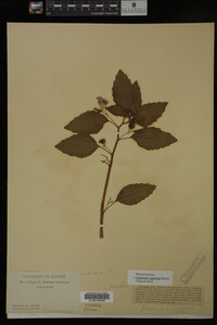 Impatiens capensis image