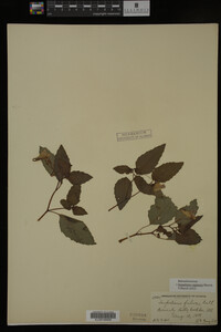 Impatiens capensis image