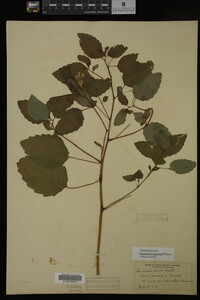 Impatiens capensis image